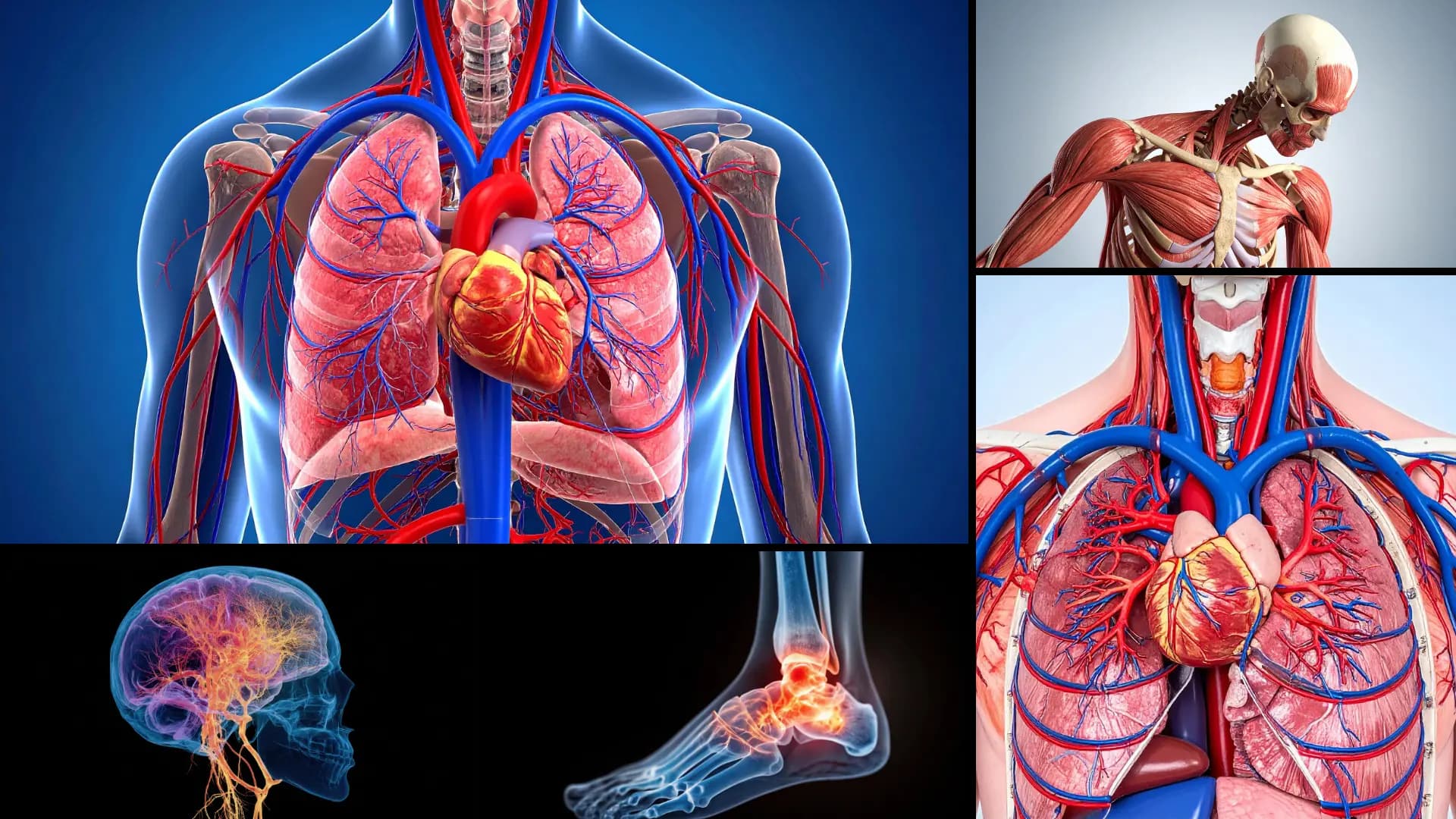 Ilustrație medicală a organelor interne și a sistemului muscular, reprezentând analiza completă prin biorezonanță realizată de Catabiomed