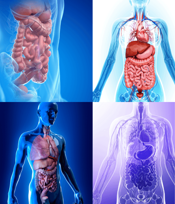Biorezonance diagnostic charts and visuals